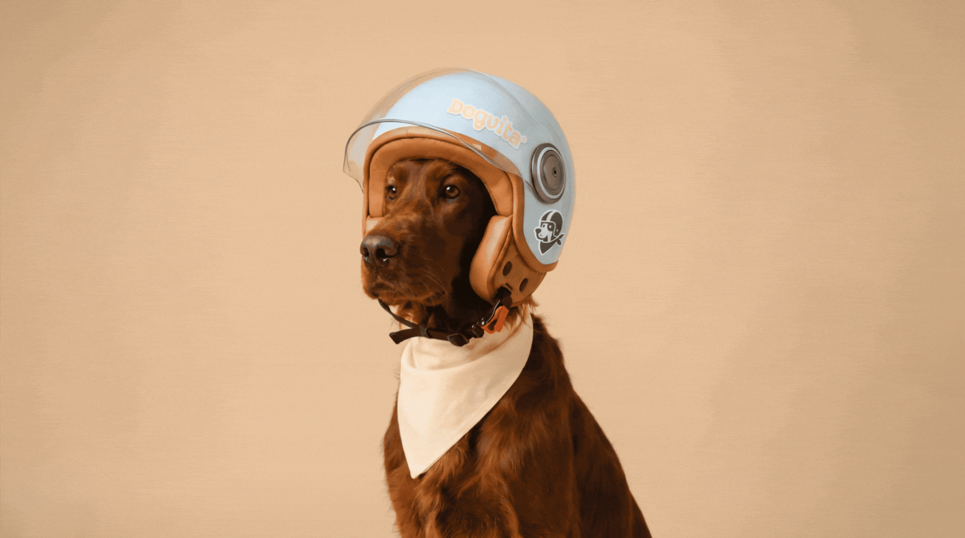Dogvita